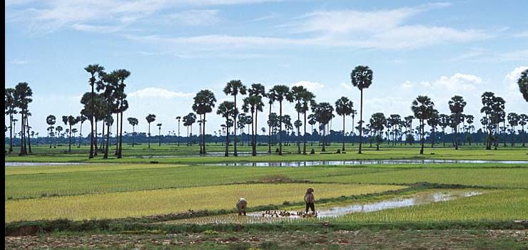 Rice farming