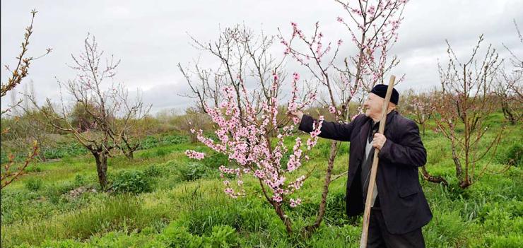 Yadigar Maharramov is confident that he will have double the hazelnut production during the next season.